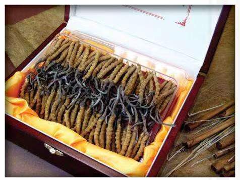 白云矿区冬虫夏草回收